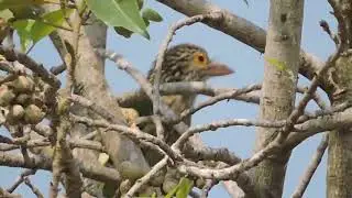 Lineated Barbet (Megalaima lineata) | Birds of Agartala|North-East