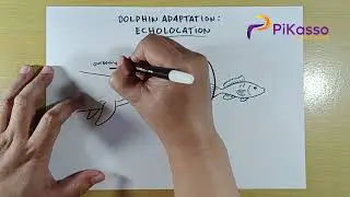 How to Draw Dolphin Echolocation