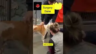 Aloka Dog After Surgery | Walk for Peace Monks&rsquo; Compassionate Care