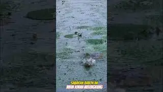 Sambaran Super Mantap Dari Babon ini #mancing #fishing #babon #fishingvideo #fish #tawesbabon