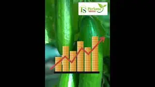 Fortune Seeds Cucumber Seeds | 42&ndash;46 दिन में पहली तुड़ाई |  #agricultureindia #greenfarming