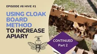 6  Cloak Board Method for Rearing Queen Bees Continued