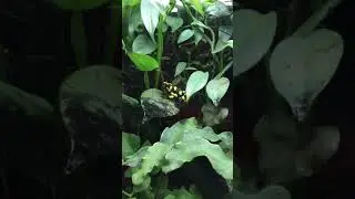 Oophaga histrionica &ldquo;Anchicaya&rdquo; calling