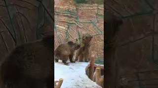 🐻Masha & Vinni #tashkentzoo #ташкентскийзоопарк #ташкент #zoo #uzbekistan #медведь #bear #bears
