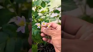 Картофельные растения цветут! СДЕЛАЙТЕ ЭТО СЕЙЧАС ИЛИ ВЫРАЩИВАЙТЕ МЕЛКИЙ КАРТОФЕЛЬ #советы #карто...
