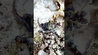 3 fact blue ring octopus #satisfying #ocean #octopus #viralvideo