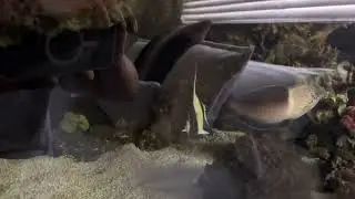 Moorish Idol Update….