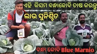 Cabbage Blue Marnio Farming at Bargarh District 
