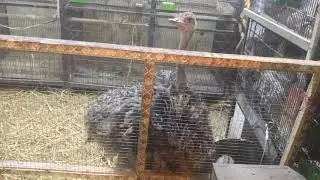 Ostrich in Tolintal market Lahore . For sale