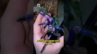 Этот паук выглядит так, будто сделан из сапфира 💙🕷️ #короткоевидео #короткоевидео #факты