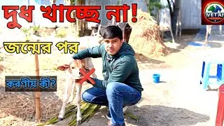 জন্মের পর বাছুর মায়ের দুধ না খেলে করণীয় | Calf Milk Feeding Tips