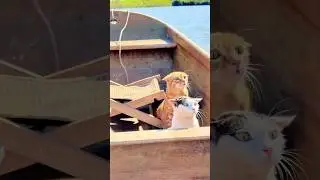 What&rsquo;s my cat looking at #dafeiju #cat #funny #sailingcat #boat #shorts
