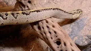 No Copyright Stock Footage - Rattle Snake