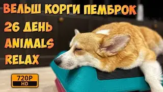 Вельш Корги Пемброк щенки прямая трансляция / Welsh Corgi Pembroke Live Animals Stream