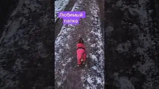 ЖИЗНЬ С СОБАКОЙ 👏🏽 #марсюша #чихуахуа #милота #моясобака #marcel_chih #shorts