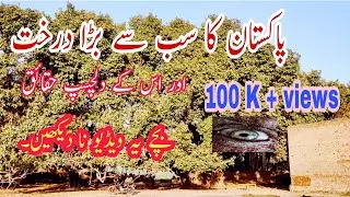 Biggest tree in Pakistan I Pakistan largest tree I Trees in Pakistan I An Oldest tree in Pakistan