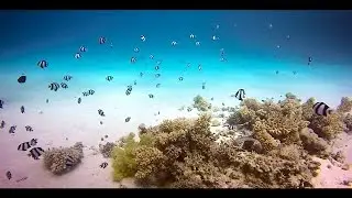 Most Awesome Diving  - Threebar Dascyllus