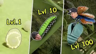 CICLO DE VIDA DA LAGARTA QUE EVOLUI PARA UMA BORBOLETA ULTRA RARA!