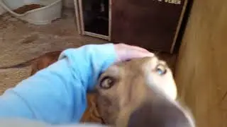 Prodean: Galgos Tigre y