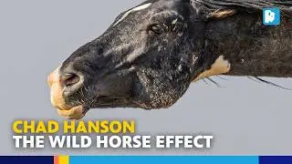 Exploring the Wild Horses of Wyoming with Author Chad Hanson