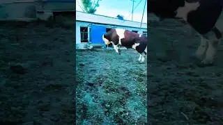 jumping cow healthy cow l #animals #bull #shortvideos #viralvideo