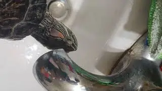 Blind Turtle  Need water next