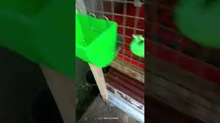 Beginner sa rabbit farming pa..New home Nila..🐰