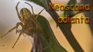 Охота паука кругопряда Neoscona adianta