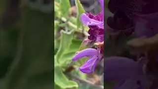 Wilder Salbei (Salvia) #wildedibles #sage #tea #health #food #gardening #nature #flower #bee