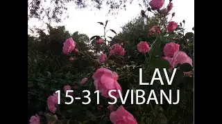 'LAV Svibanj 2021' - MAYA INCA ORACLE, Zeljka Bosnjak, Psychic, Poet and Lyricist