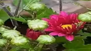 hello everyone 😍 good evening all friends 🥰