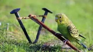 DIY Easy Bird Trap using Primitive Technology by Smart Kids !