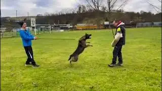 Elite Protection Dogs: Family and Personal Protection Dog-JENNA
