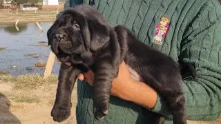 Ek Aisa Labrador Jo apkaa Hosh uradegaa, Nahi dhekhe honge aisaa Labrador