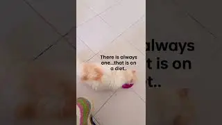 one that is on a diet..