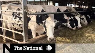 Dairy farmers fear they'll be sacrificed to appease Trump