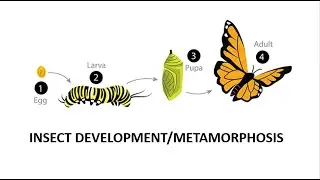Insect Development/Metamorphosis
