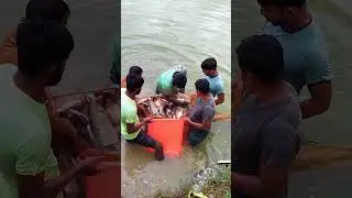 Traditional net fishing | collect big fish in pond #fishing  #bigfish #amazingfish