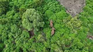 Planting trees is vital