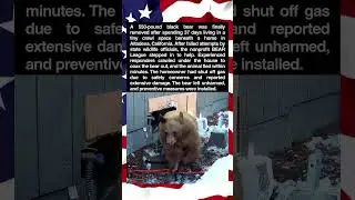 Bear Evicted from California Crawl Space