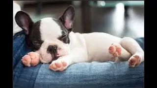 What do dogs dream about when they twitch?