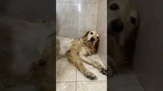 When you wash your dog like you wash a rug😁 #funny #funnydogs #puppy #cutedog #dogshorts #dogwash