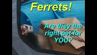 Friend or Foe - Are Ferrets the Right Pet for You?