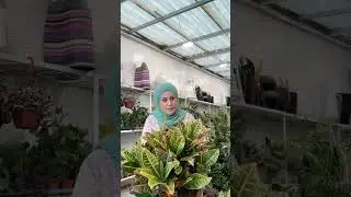 شوێنی ئەم ڕووەکانە مەگۆرە