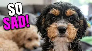 Cavapoo Puppies Wait for Baby's Nap