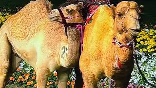 بدأت قناة 