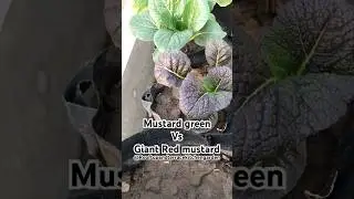 Mustard green and giant red mustard@Rooftopandterracekitchengarden #gardening #nature #shorts