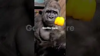 Gorilla Core #GorillaCore #SigmaEnergy #PrimalMode #AlphaMoments #Shorts #RageEdit
