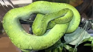 Green Tree Python Displaying Post Meal Weight Distribution Perching Behavior