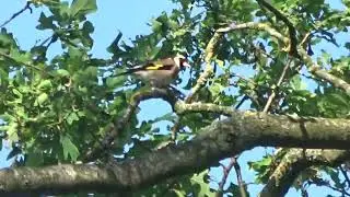 Stieglitz Distelfink Fink Finken Vogel V&ouml;gel Singvogel bird carduelis in der Eiche